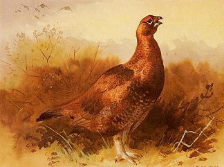 公鸡松鸡 Cock Grouse (1893)，阿奇博尔德·索伯尔尼