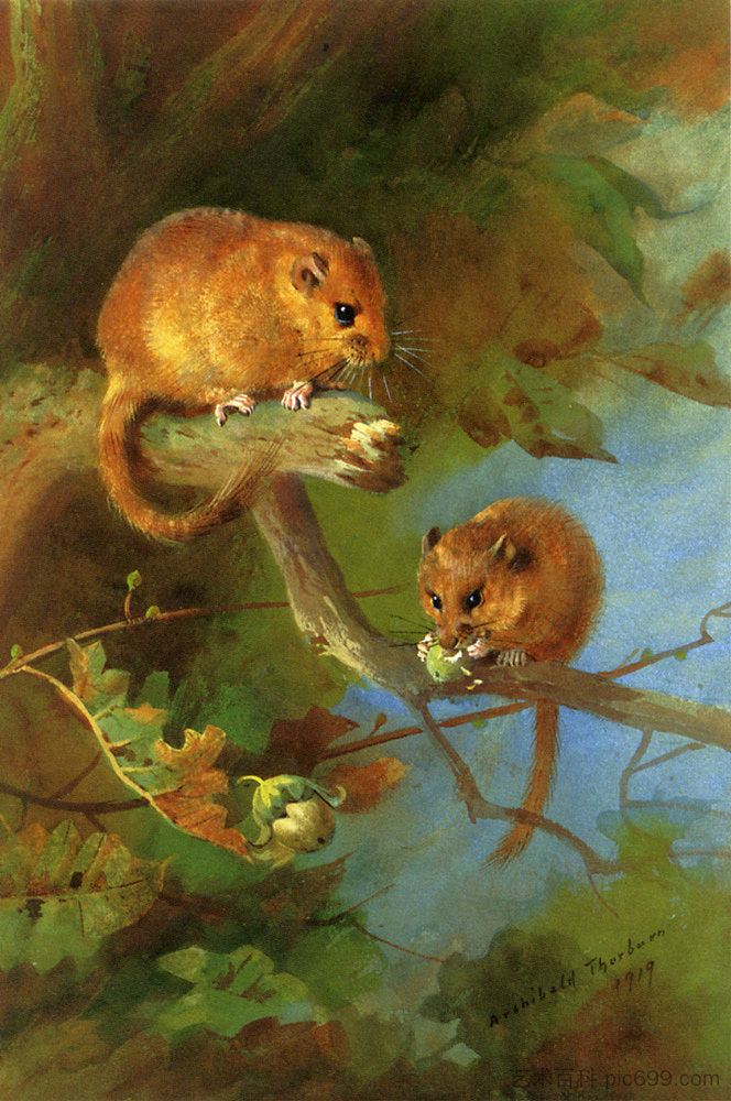 多米斯 Dormice (1919)，阿奇博尔德·索伯尔尼