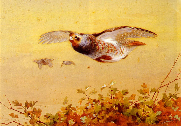 飞行中的英国鹧鸪 English Partridge In Flight (1898)，阿奇博尔德·索伯尔尼