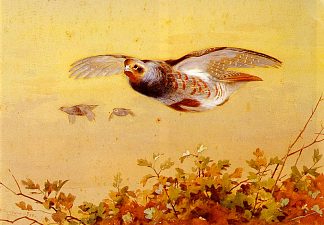 飞行中的英国鹧鸪 English Partridge In Flight (1898)，阿奇博尔德·索伯尔尼