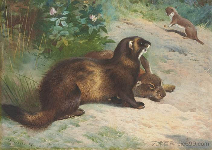 欧洲鼬鼠保护兔子尸体免受黄鼠狼的伤害 European polecat defending a rabbit carcass from a least weasel (1920)，阿奇博尔德·索伯尔尼