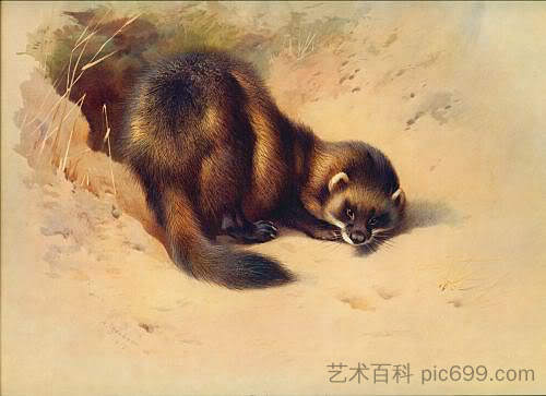 欧洲波利卡特 European polecat，阿奇博尔德·索伯尔尼