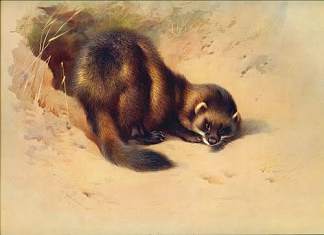 欧洲波利卡特 European polecat，阿奇博尔德·索伯尔尼