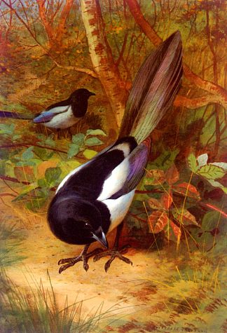 喜鹊 Magpies (1905)，阿奇博尔德·索伯尔尼