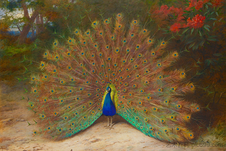 孔雀和孔雀蝴蝶 Peacock and Peacock Butterfly，阿奇博尔德·索伯尔尼