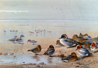 针尾，蓝绿色和威金，在海边 Pintail, Teal And Wigeon, On The Seashore (1906)，阿奇博尔德·索伯尔尼