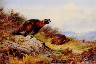 沼地上的红松鸡 Red Grouse On The Moor (1917)，阿奇博尔德·索伯尔尼