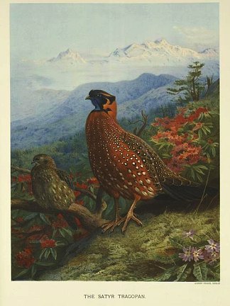 萨提尔-特拉戈潘 Satyr-Tragopan，阿奇博尔德·索伯尔尼