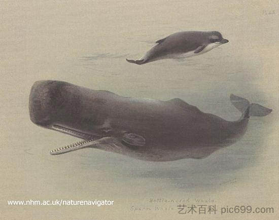 抹香鲸和宽吻鲸 Sperm whale and Bottlenose whale (1935)，阿奇博尔德·索伯尔尼