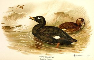 天鹅绒斯科特 Velvet Scoter，阿奇博尔德·索伯尔尼