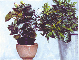 秋海棠和栀子花 Begonias and Gardenias (1991)，阿维格多·阿里哈