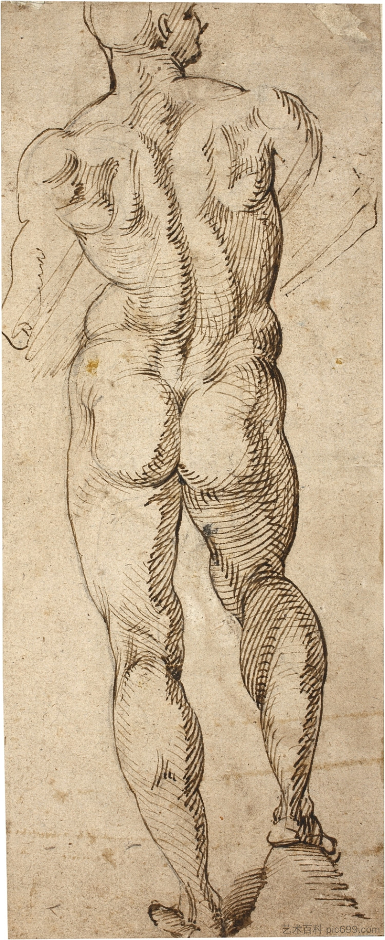男性裸体 Male Nude (c.1550),巴尔托洛梅奥·帕塞罗蒂