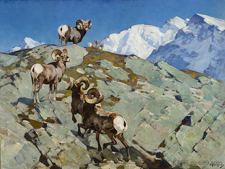 惊慌(大角落基山羊) Alarmed (Big Horn Rocky Mountain Sheep),卡尔·伦吉乌斯