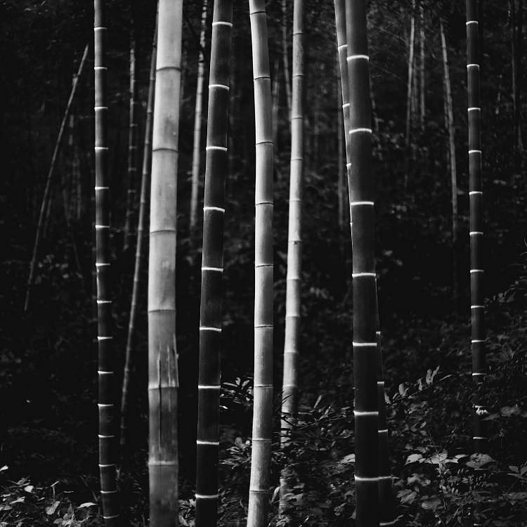 竹 bamboo (2015; Hefei,China  )，王超坤