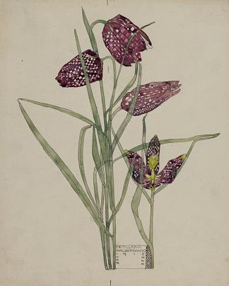 贝母 Fritillaria (1915)，查尔斯·雷尼·麦金托什