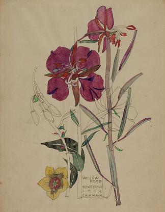 柳草，巴克斯斯特德 Willow Herb, Buxstead (1919)，查尔斯·雷尼·麦金托什