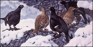 黑松鸡 Black Grouse，查尔斯·图尼克利夫