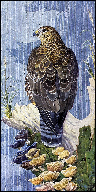 雨中的秃鹰 Buzzard In The Rain，查尔斯·图尼克利夫