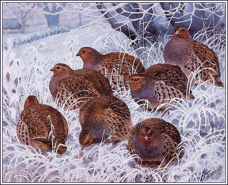 灰鹧鸪 Grey Partridges，查尔斯·图尼克利夫