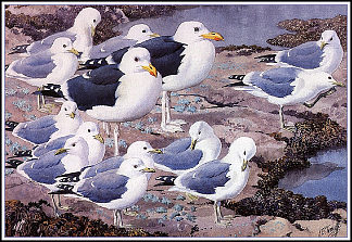 海鸥画廊 Gull Gallery，查尔斯·图尼克利夫