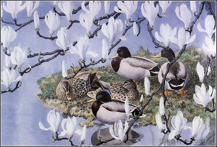 野鸭和木兰花 Mallards And Magnolias，查尔斯·图尼克利夫