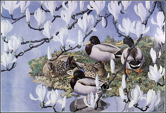 野鸭和木兰花 Mallards And Magnolias，查尔斯·图尼克利夫