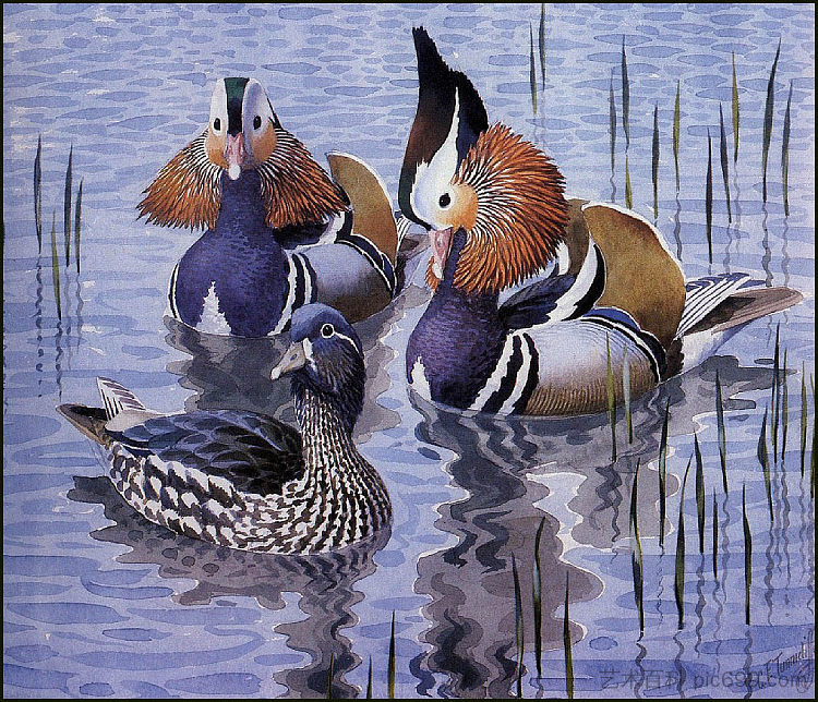 鸳鸯 Mandarin Ducks，查尔斯·图尼克利夫