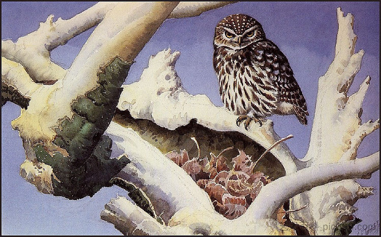 雪树干上的猫头鹰 Owl on a Snowy Tree Trunk，查尔斯·图尼克利夫