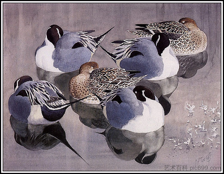 休息时的针尾 Pintails At Rest，查尔斯·图尼克利夫