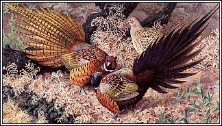 环颈野鸡 Ring-neck Pheasants，查尔斯·图尼克利夫
