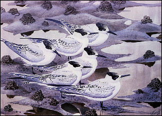 三明治燕鸥 Sandwich Terns，查尔斯·图尼克利夫