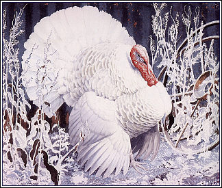 白火鸡 White Turkey，查尔斯·图尼克利夫