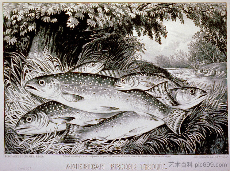 美国溪鳟鱼 American brook trout (1872)，柯里尔与艾夫斯