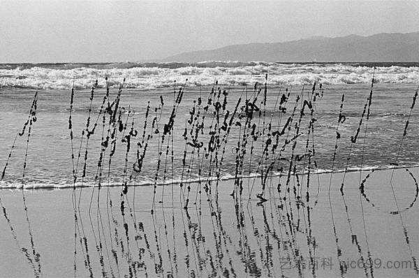 头发和电线，威尼斯海滩 Hair and Wire, Venice Beach (1977)，戴维·哈蒙斯