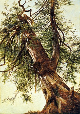 雪松研究 Study of a Cedar，大卫·约翰逊