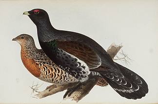 松鸡或木公鸡 Capercaillie or Cock of the Wood，爱德华·里尔