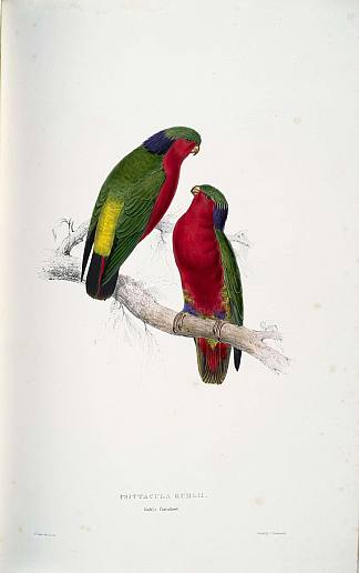 鹦鹉嘴鹦鹉（库尔的鹦鹉） Psittacula kuhlii (Kuhl’s Lorikeets)，爱德华·里尔