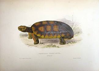 Testudo tabulata （Chelonoidis denticulata） Testudo tabulata (Chelonoidis denticulata) (1836)，爱德华·里尔