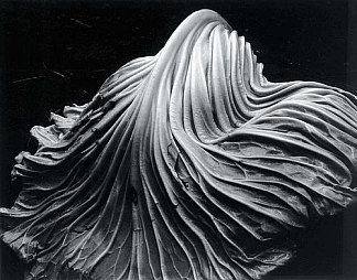 卷心菜叶 Cabbage Leaf (1931)，爱德华·韦斯顿