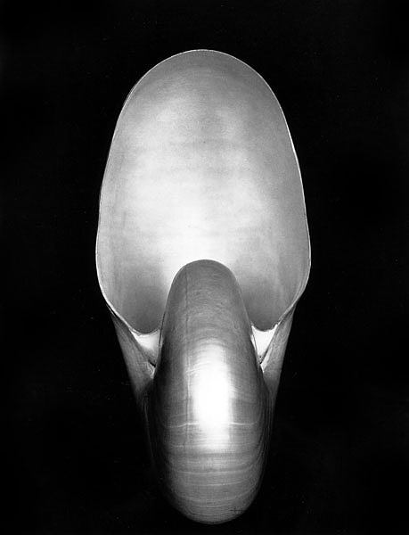 鹦鹉 螺 Nautilus (1927)，爱德华·韦斯顿