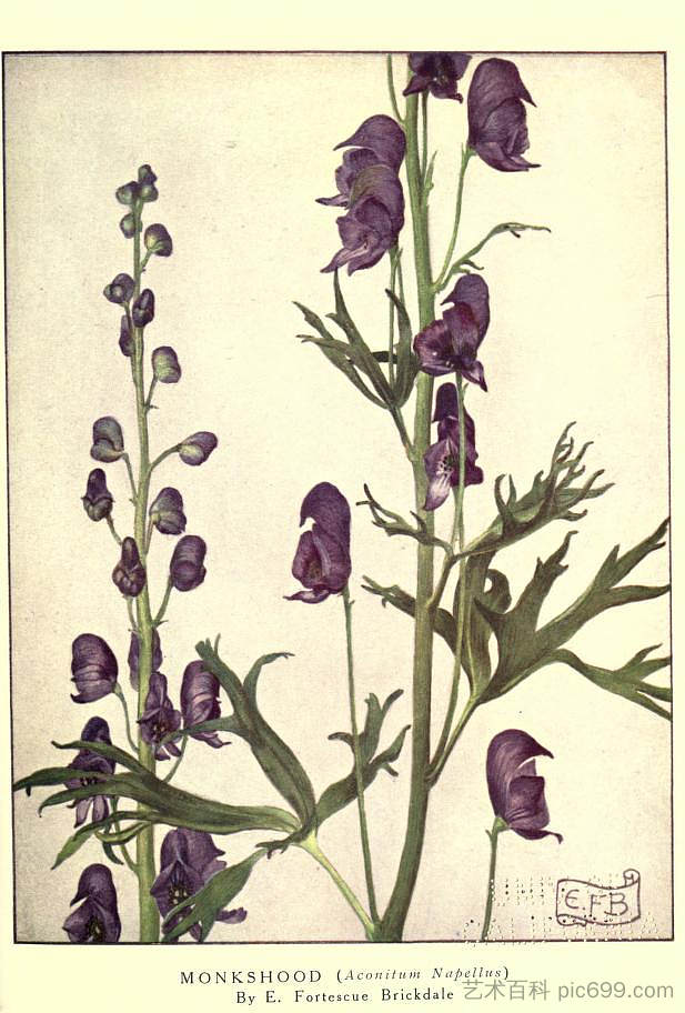 僧侣（乌头） Monkshood (Aconitum Napellus) (1922)，埃莉诺·福蒂斯丘·布里克代尔