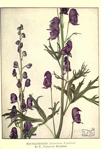 僧侣（乌头） Monkshood (Aconitum Napellus) (1922)，埃莉诺·福蒂斯丘·布里克代尔