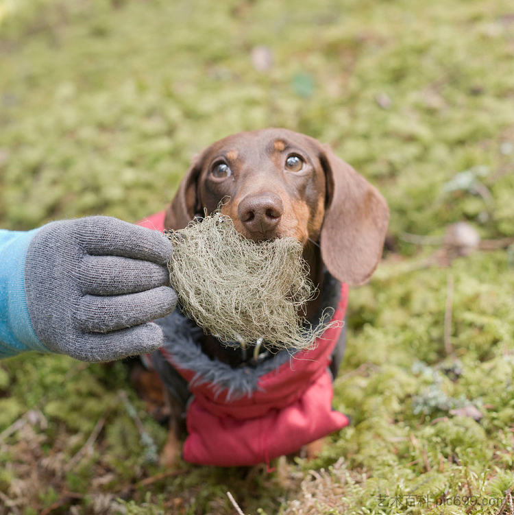 用胡须打扮狗 Dress a Dog with a Beard (2016)，艾琳娜兄弟