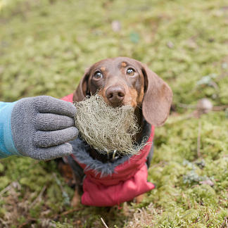 用胡须打扮狗 Dress a Dog with a Beard (2016)，艾琳娜兄弟