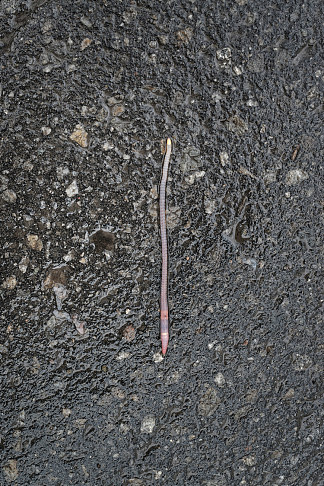 蠕虫 Worm (2011 – 2015)，艾琳娜兄弟