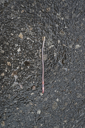 蠕虫 Worm (2011 – 2015)，艾琳娜兄弟
