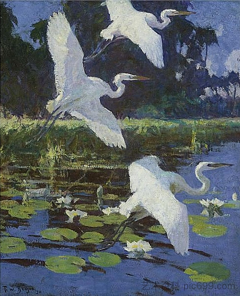 大白鹭 Great White Herons (1923)，弗兰克W·本森