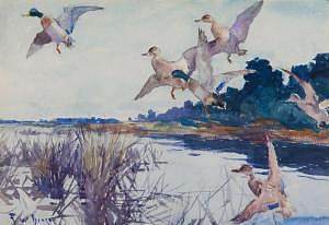 野鸭 Mallards (1924)，弗兰克W·本森