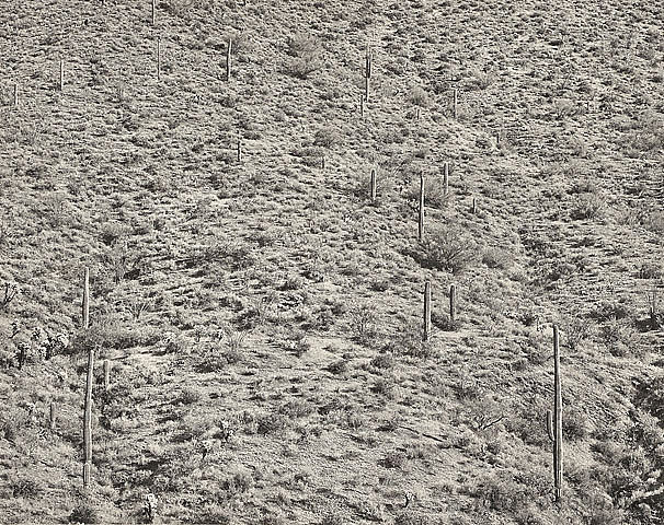 亚利桑那州风景，1945年（明胶银照片） Arizona Landscape, 1945 (gelatin silver photograph) (1945; United States  )，弗雷德里克·索默