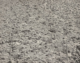 亚利桑那州风景，1945年（明胶银照片） Arizona Landscape, 1945 (gelatin silver photograph) (1945; United States                     )，弗雷德里克·索默